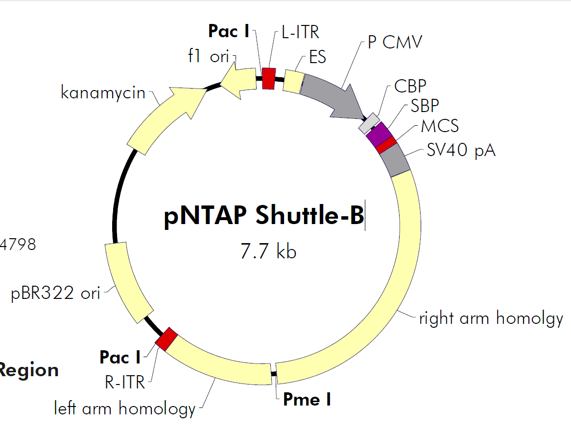 pNTAP-Shuttle-B载体图谱